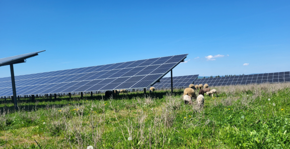Auf einer grünen Wiese sind im linken und hinteren Bereich Module einer PV-Freiflächenanlage zu sehen. Rechts im Bild grasen einige Schafe. Die Sonne scheint. Der Himmel ist blau und wolkenlos.