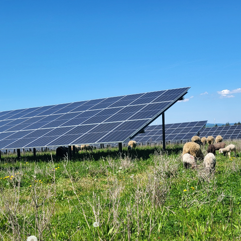 Auf einer grünen Wiese sind im linken und hinteren Bereich Module einer PV-Freiflächenanlage zu sehen. Rechts im Bild grasen einige Schafe. Die Sonne scheint. Der Himmel ist blau und wolkenlos.