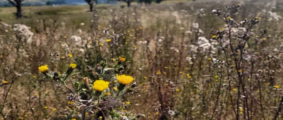 Blumenwiese Unter blauem Himmel zeichnet sich eine Artenreiche Wiese mit Blüten und Disteln ab.