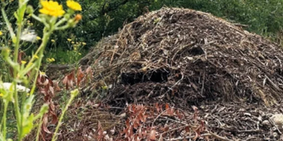 Eidechsenhotel Ein großer Haufen aus Ästen, Zweigen und Laub liegt in einer natürlichen Umgebung mit grünem Hintergrund. Im Vordergrund wächst eine gelb blühende Wildblume. Der Haufen dient vermutlich als Unterschlupf für Tiere, wie z. B. Eidechsen oder Insekten.