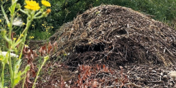 Eidechsenhotel Ein großer Haufen aus Ästen, Zweigen und Laub liegt in einer natürlichen Umgebung mit grünem Hintergrund. Im Vordergrund wächst eine gelb blühende Wildblume. Der Haufen dient vermutlich als Unterschlupf für Tiere, wie z. B. Eidechsen oder Insekten.