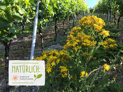 Gelbe Blüten in einer Weinbergreihe, die Blätter sind grün